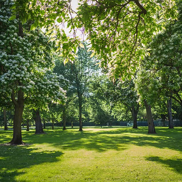 Park umgeben von Bäumen, Sonnenlicht durchdringt das Blätterdach von oben.